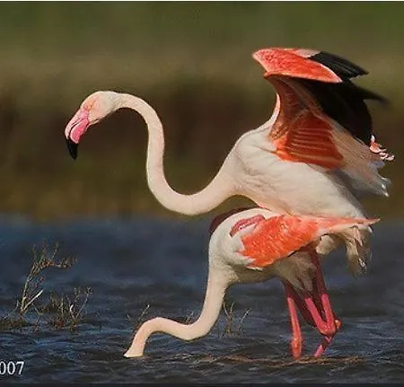 Fortaleza Mar - 2 Steps From The Sea * Armação de Pêra